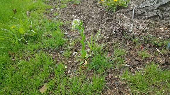 Image of field pennycress