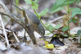 Image of Bower's Shrike-thrush