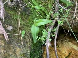 Image of Satyrium rupestre Schltr. ex Bolus