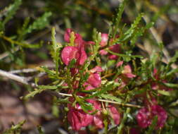 Image de Dodonaea lobulata F. Müll.