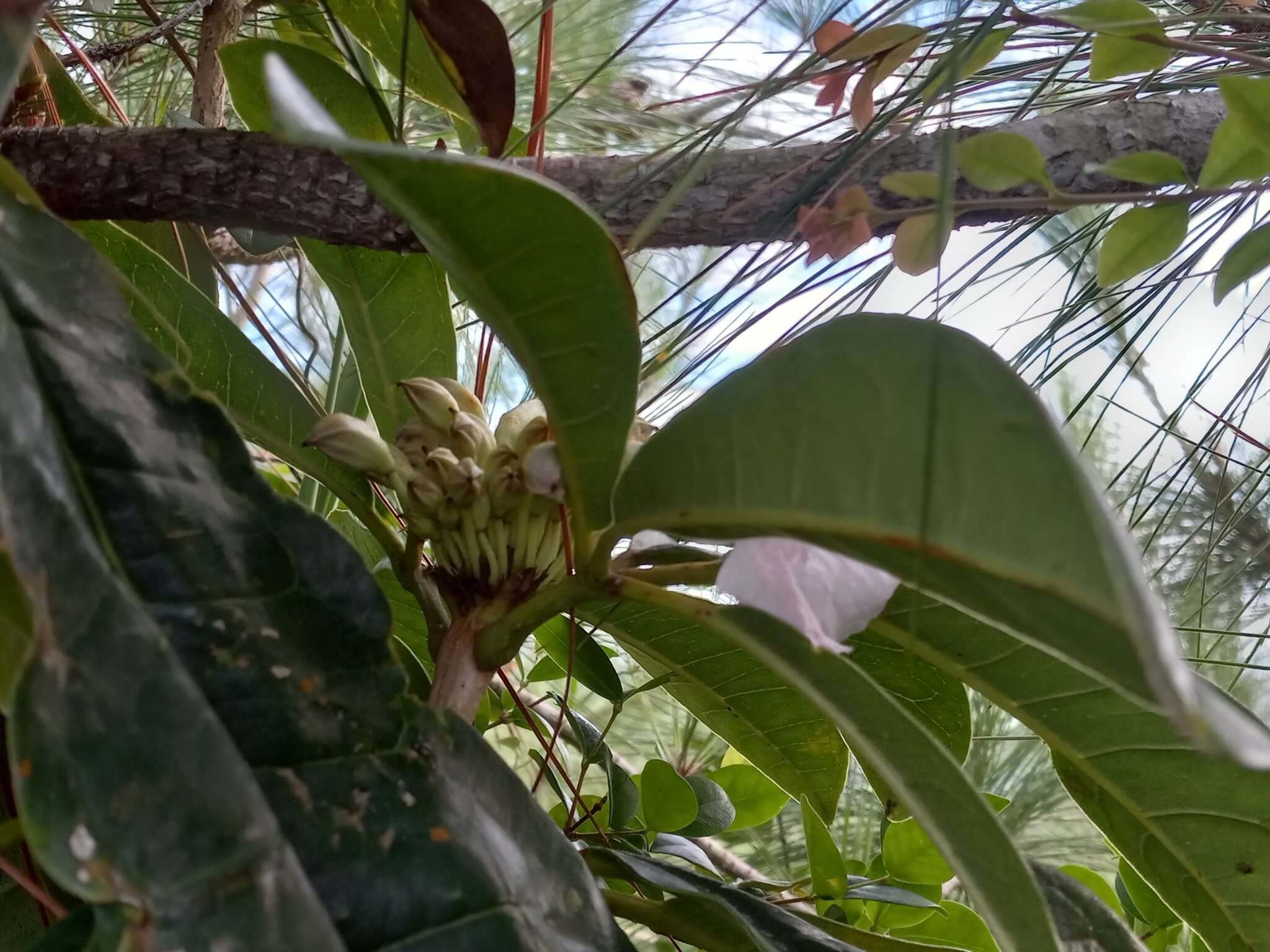 Tabebuia paniculata Leonard的圖片