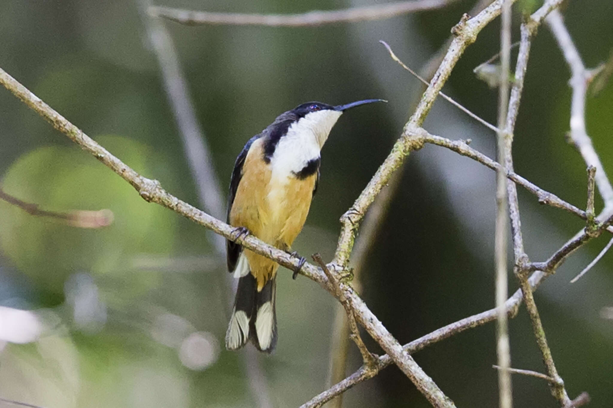 Image of Spinebill