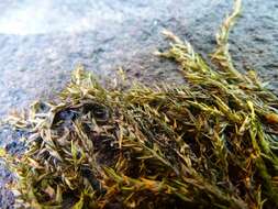 Image of fontinalis moss