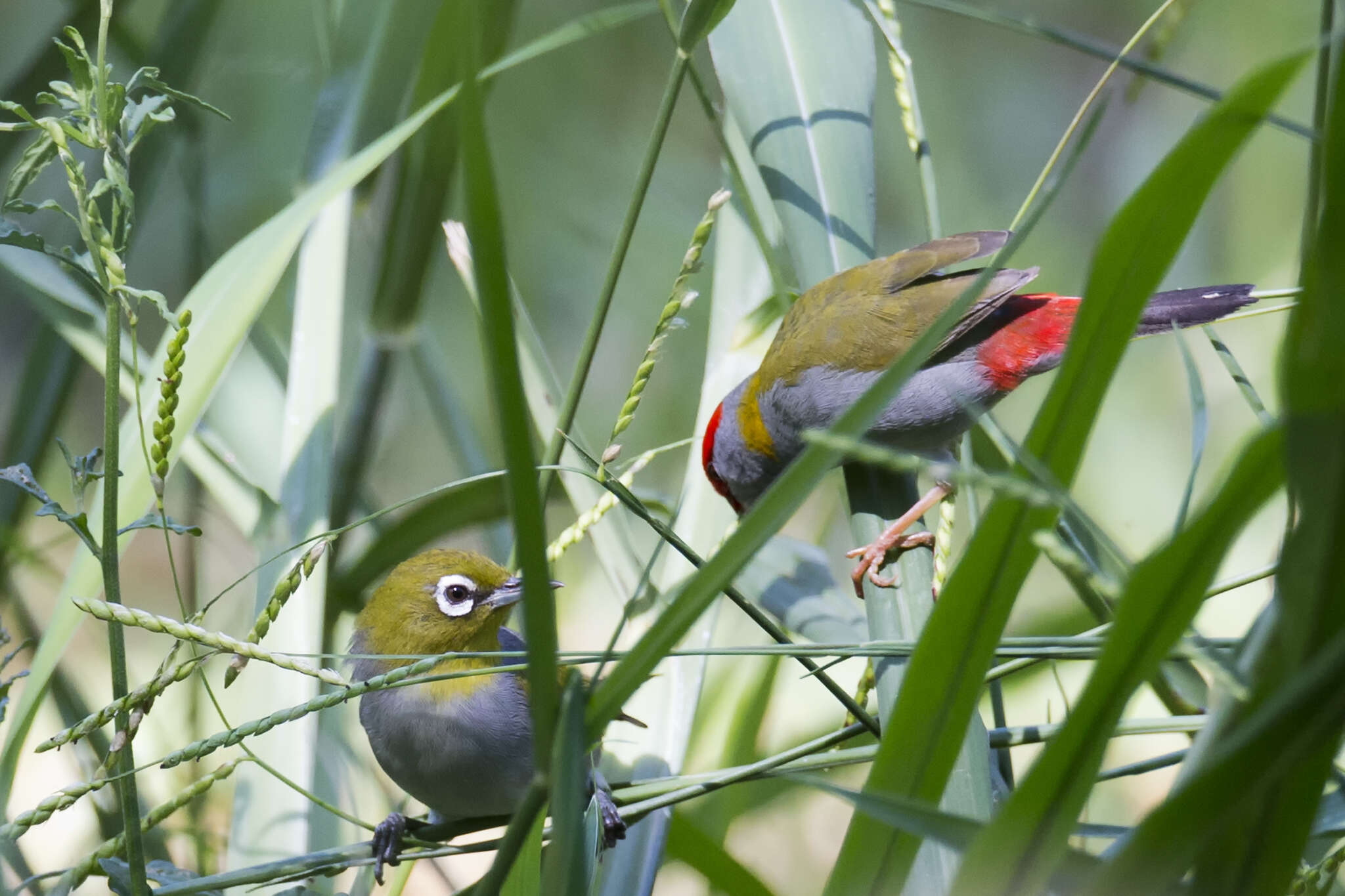 Image of Silvereye