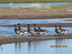 صورة Branta bernicla nigricans (Lawrence 1846)