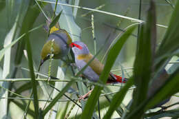 Image of Silvereye