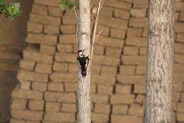 Image of White-winged Woodpecker