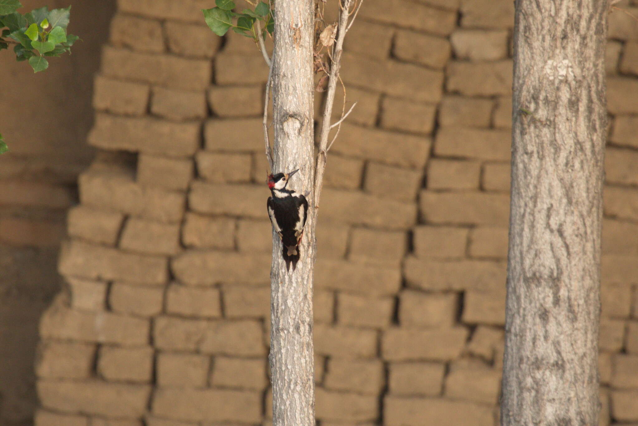 Слика од Dendrocopos leucopterus (Salvadori 1871)