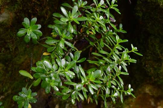 Image of Sedum botteri Hemsl.