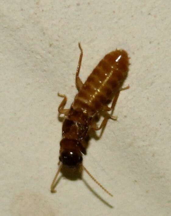 Image of Formosan subterranean termite