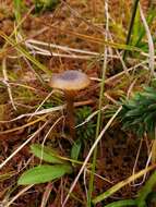 Image of Hygrocybe turunda (Fr.) P. Karst. 1879