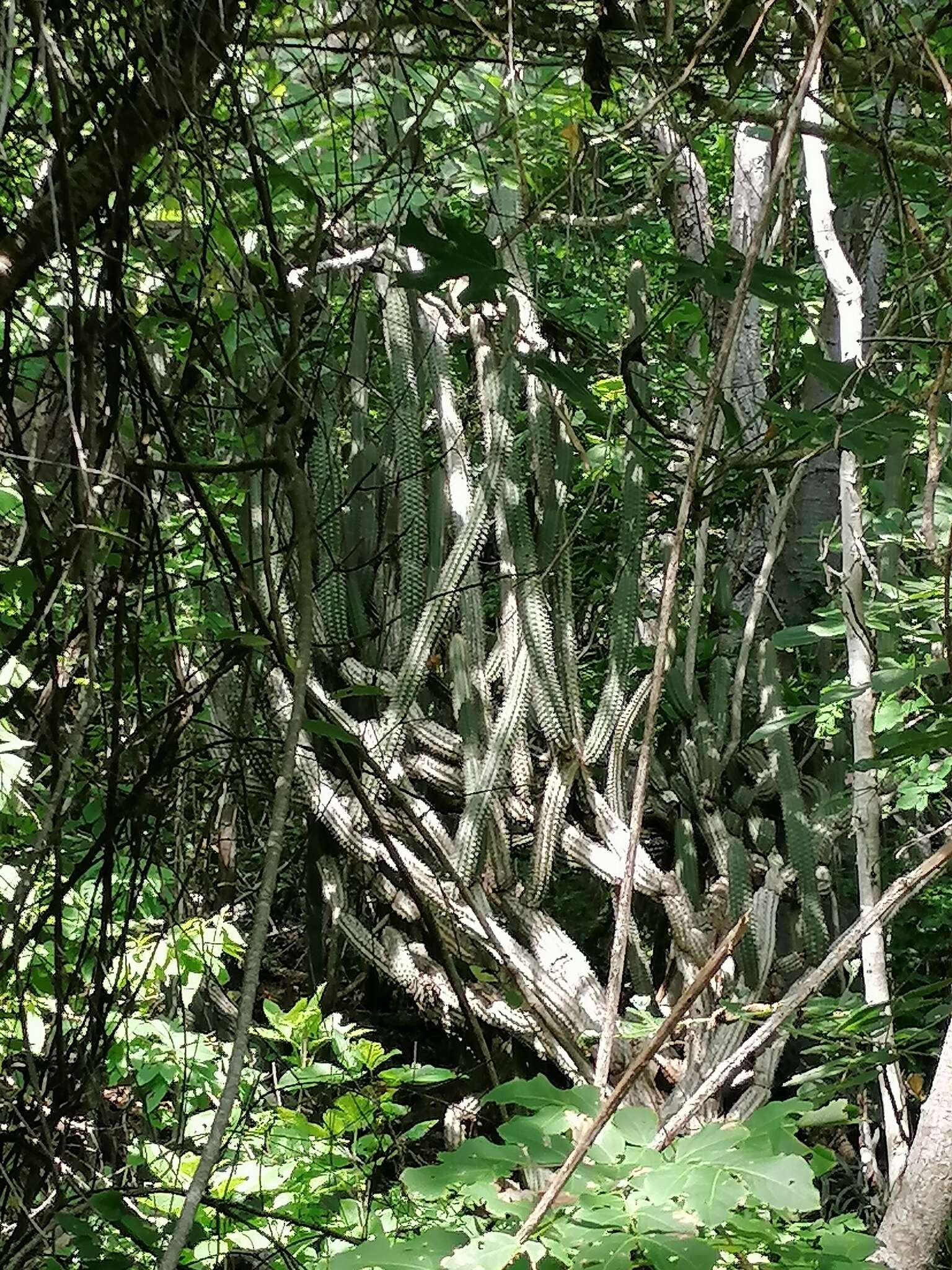 Image of Pilosocereus collinsii (Britton & Rose) Byles & G. D. Rowley