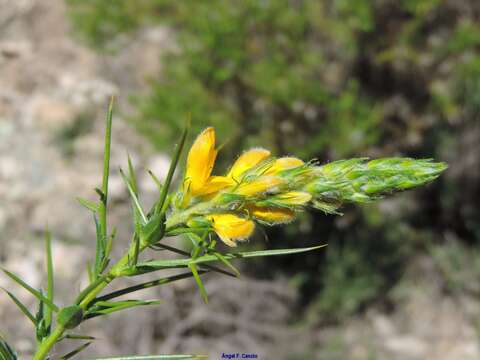 صورة Genista hirsuta subsp. hirsuta