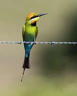 Image of Rainbow Bee-eater