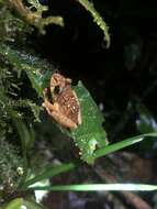 Image of Malli’s Rain Frog