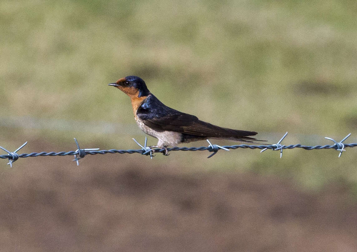 Imagem de Hirundo neoxena Gould 1842