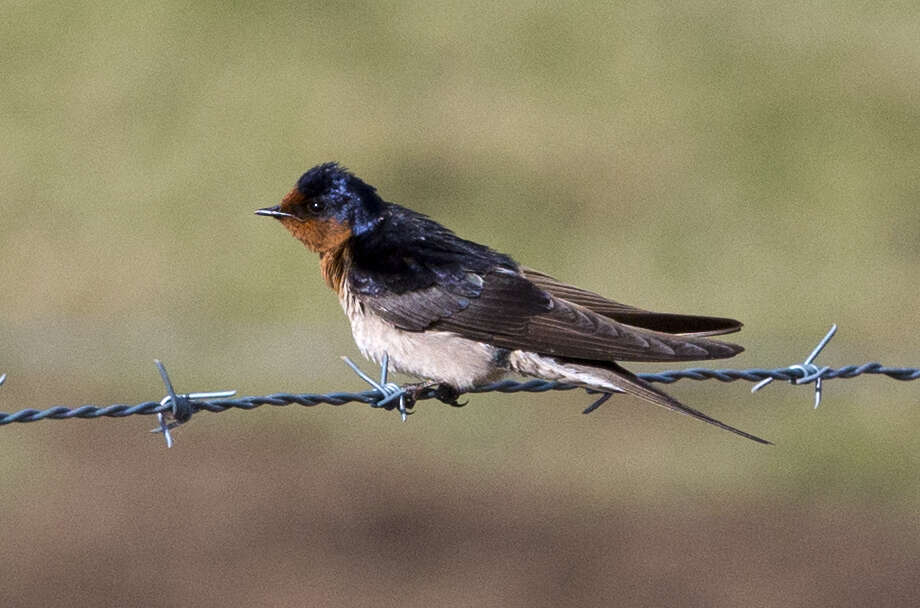 Imagem de Hirundo neoxena Gould 1842