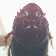 Image of Onthophagus acuminatus Harold 1880