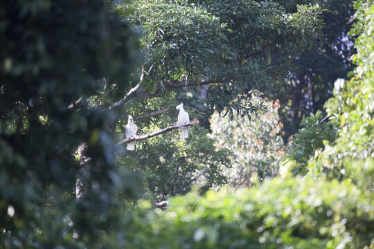 Image of Sulphur-crested Cockatoo