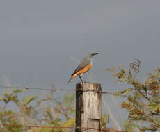 Image of Sentinel Rock Thrush