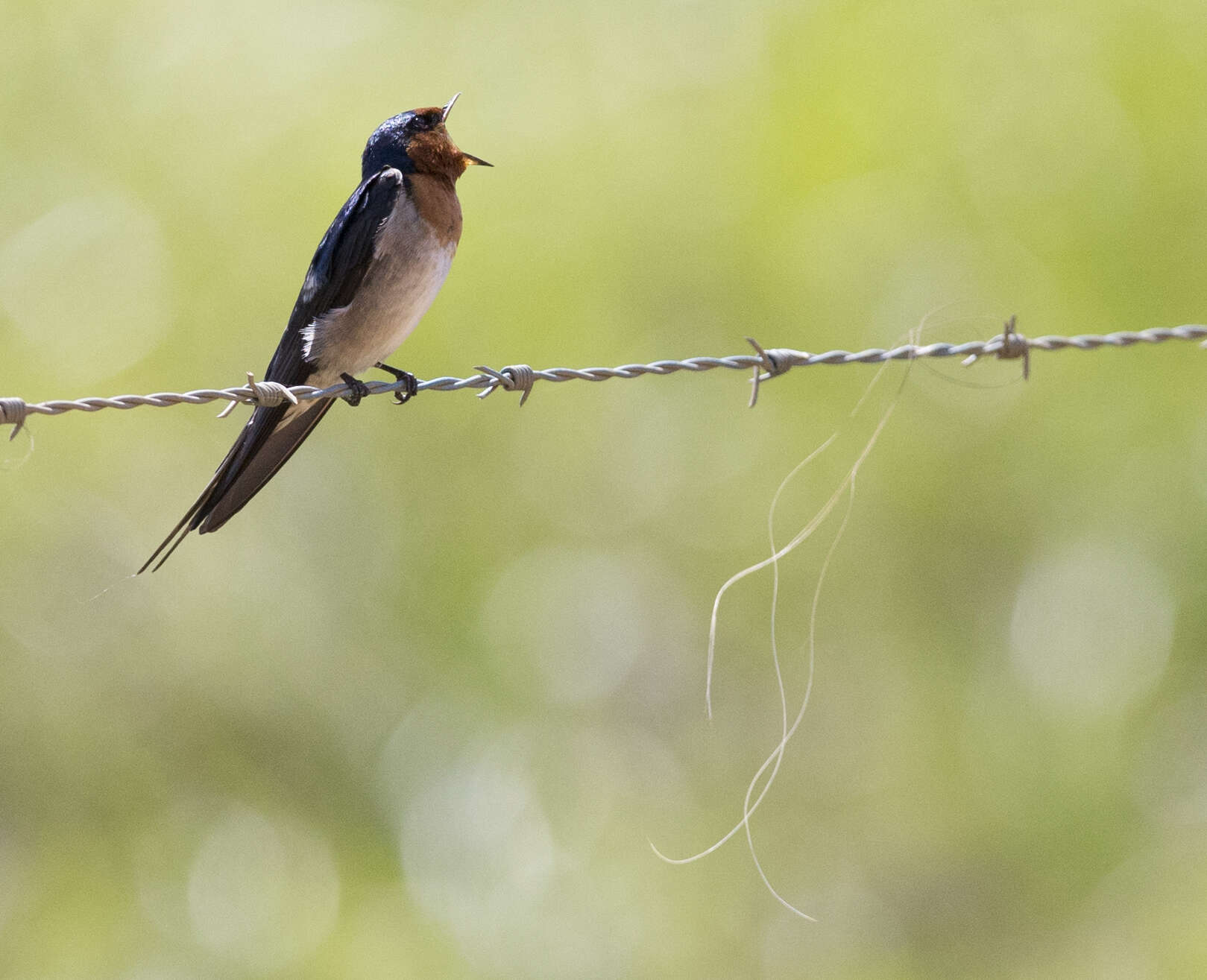 Imagem de Hirundo neoxena Gould 1842