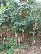 Image of Comocladia pinnatifolia L.