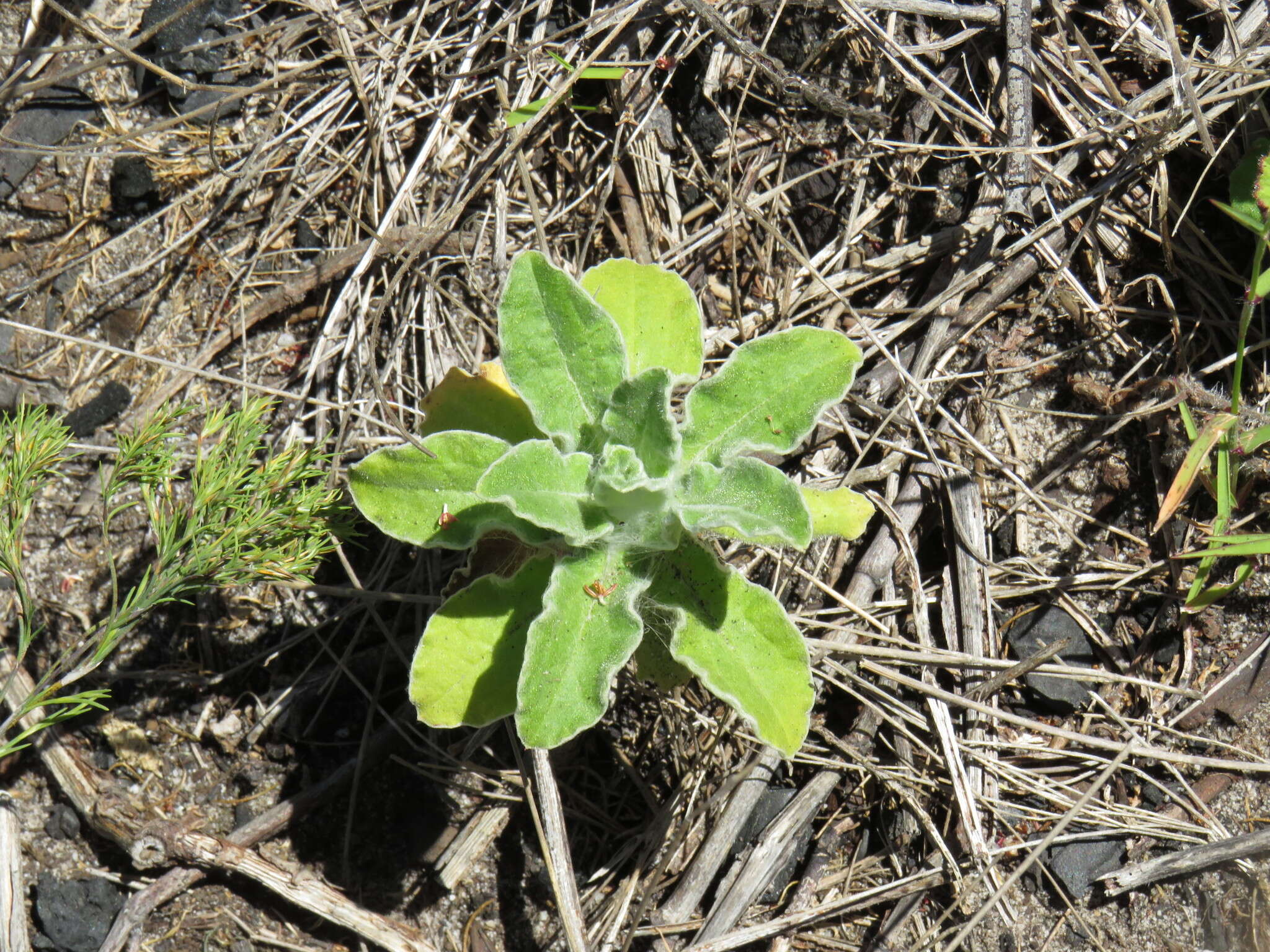 Image of stinking strawflower