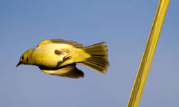 Image of White-plumed Honeyeater