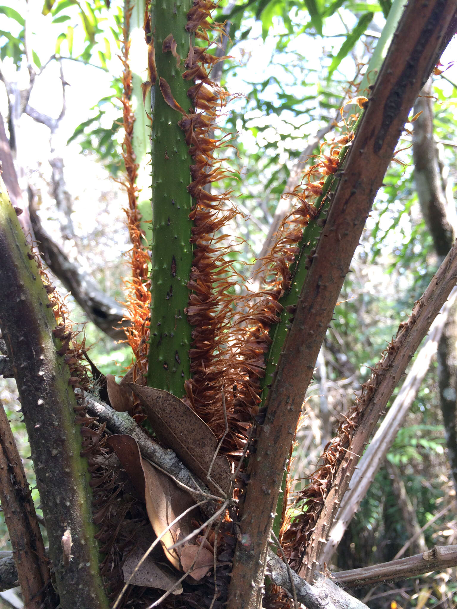 Image of Cyathea corcovadensis (Raddi) Domin