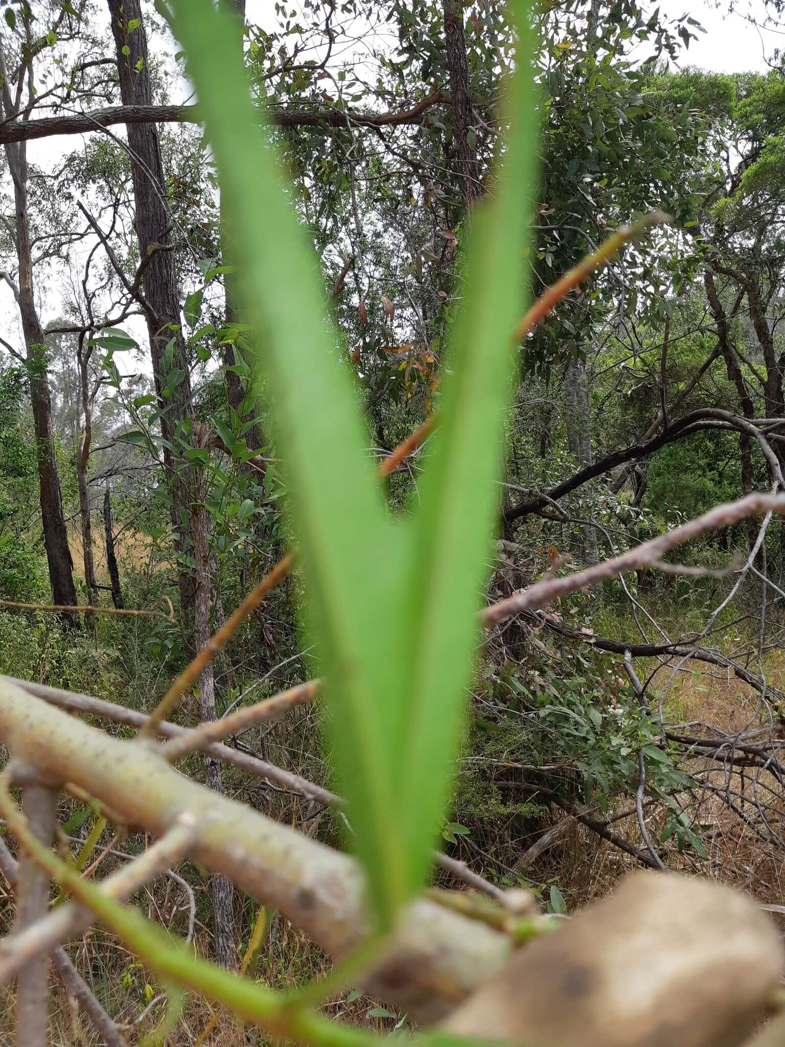 Image of Hibiscus heterophyllus Vent.