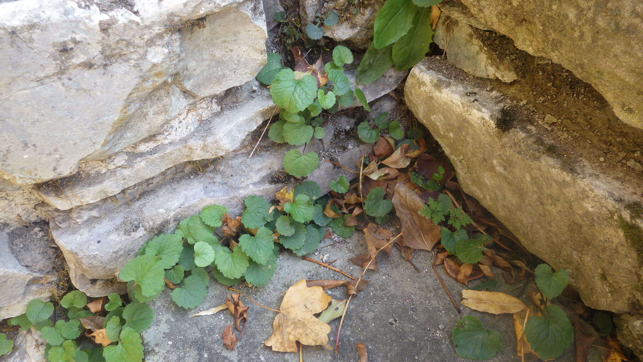 Campanula raddeana Trautv. resmi