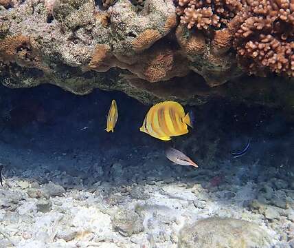 Image of Rainford's Butterflyfish