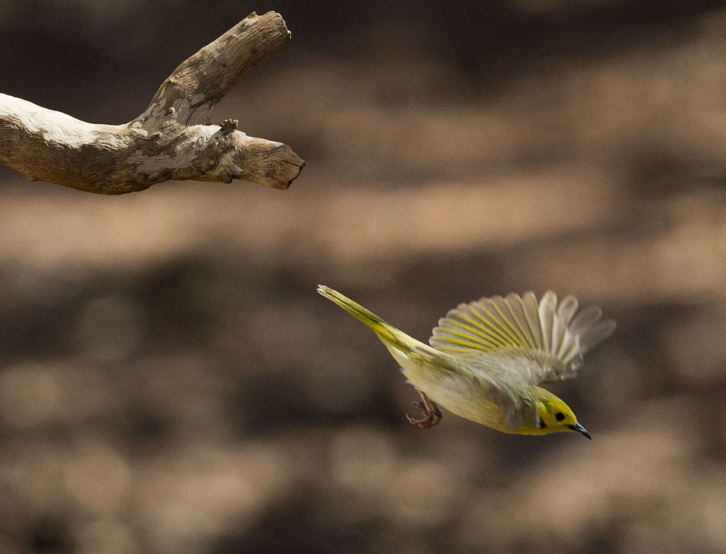 Image of White-plumed Honeyeater