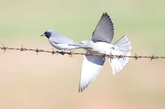 Image of Masked Woodswallow