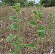 Image of Texas burstwort