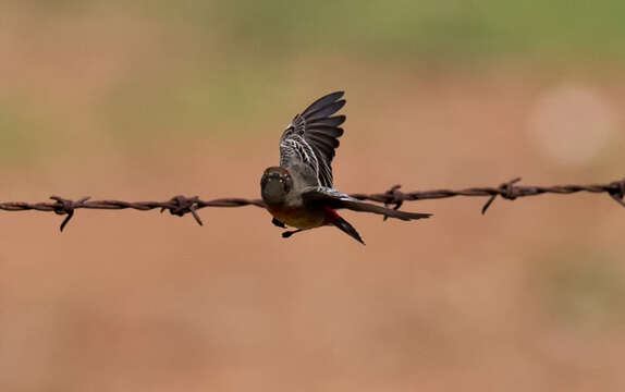 صورة Epthianura tricolor Gould 1841