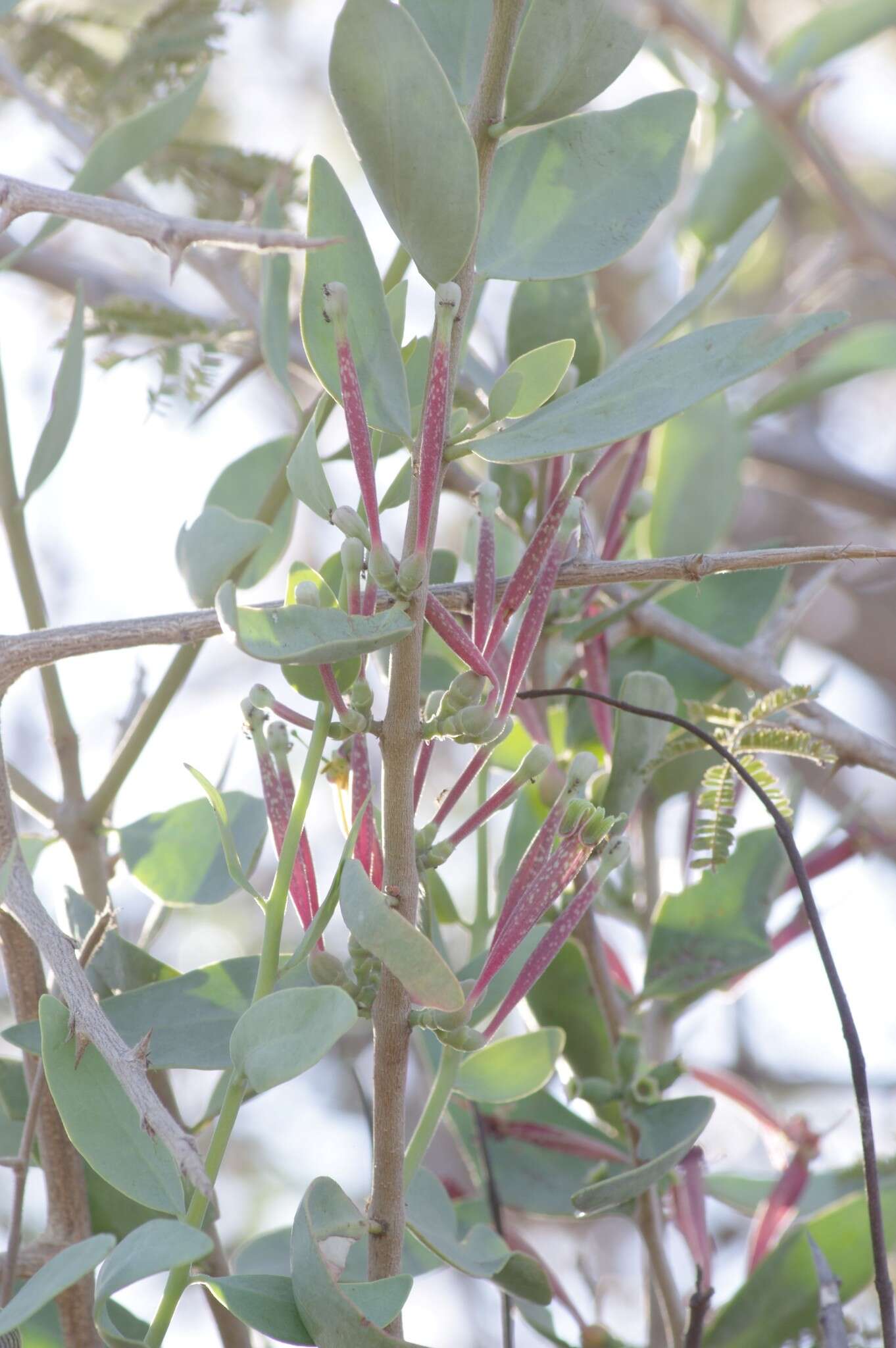 Image of Tapinanthus oleifolius (Wendl.) Danser