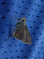 Image of Dun Sedge Skipper