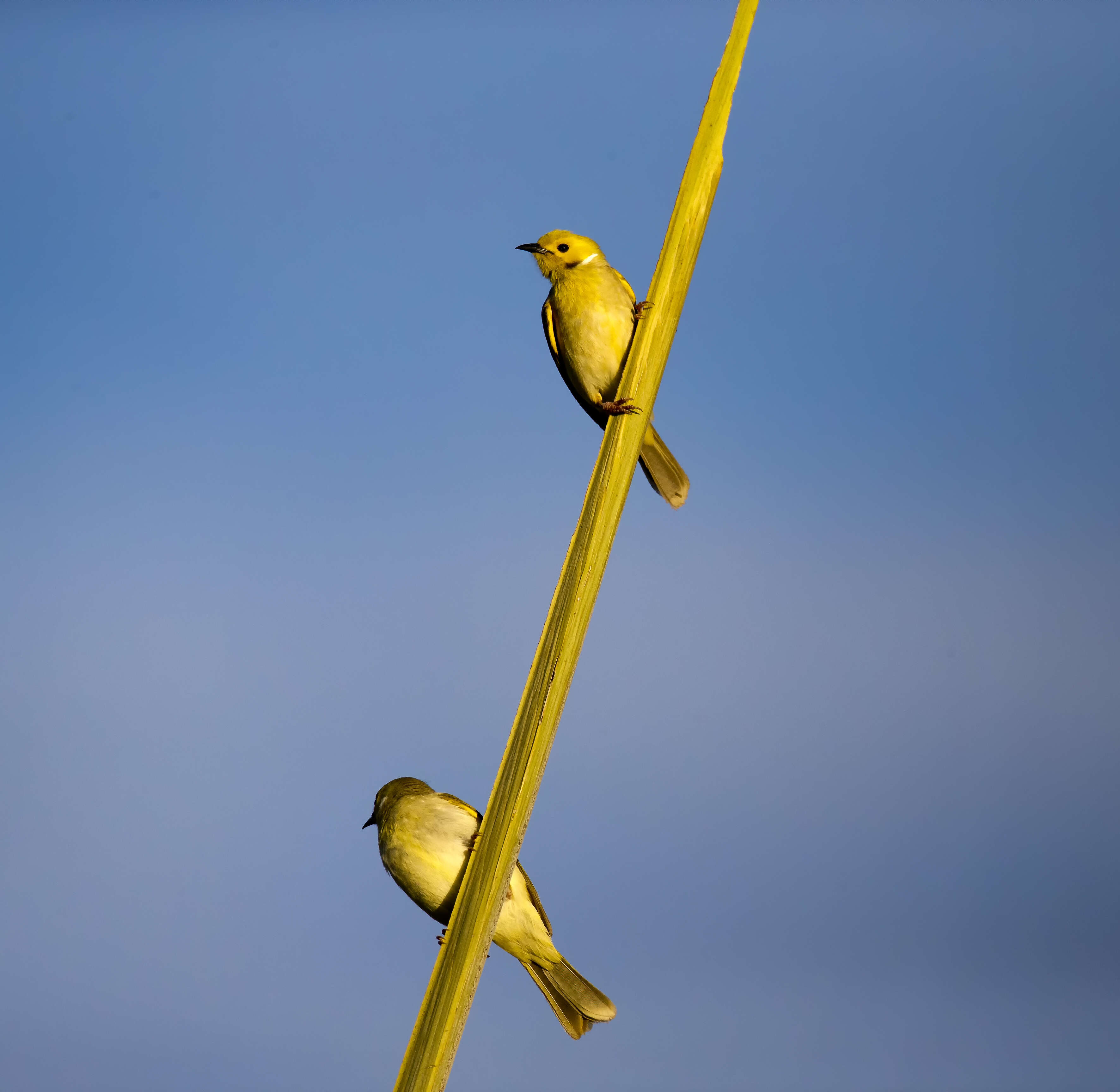 Image of White-plumed Honeyeater