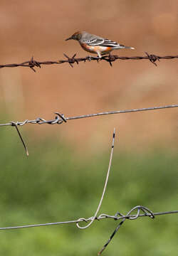 صورة Epthianura tricolor Gould 1841