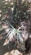 Image of Tillandsia pohliana Mez