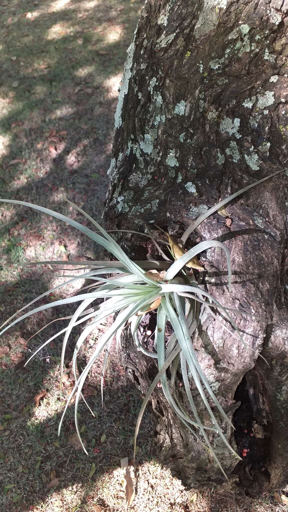 Image of Tillandsia pohliana Mez