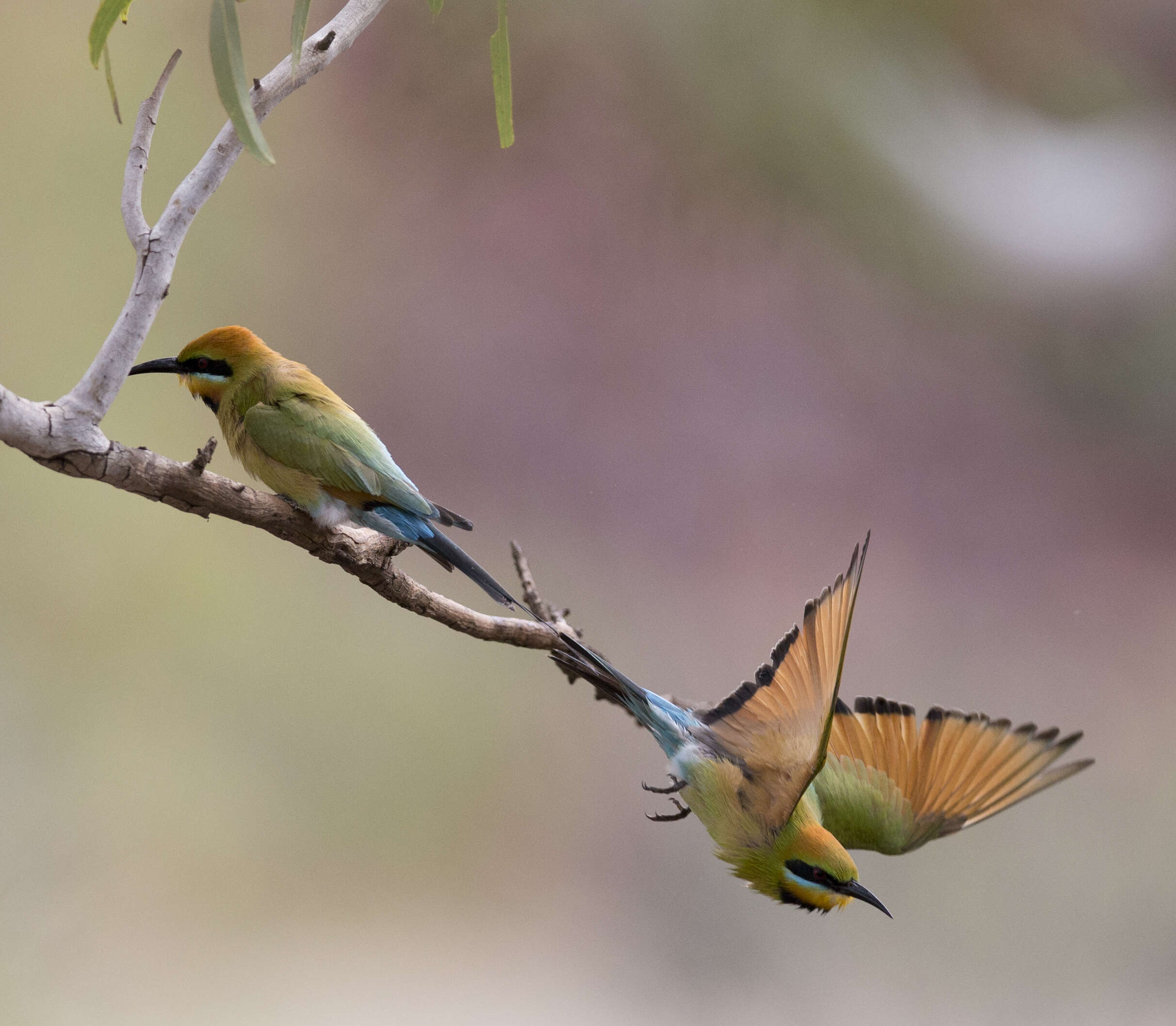 Image of Rainbow Bee-eater