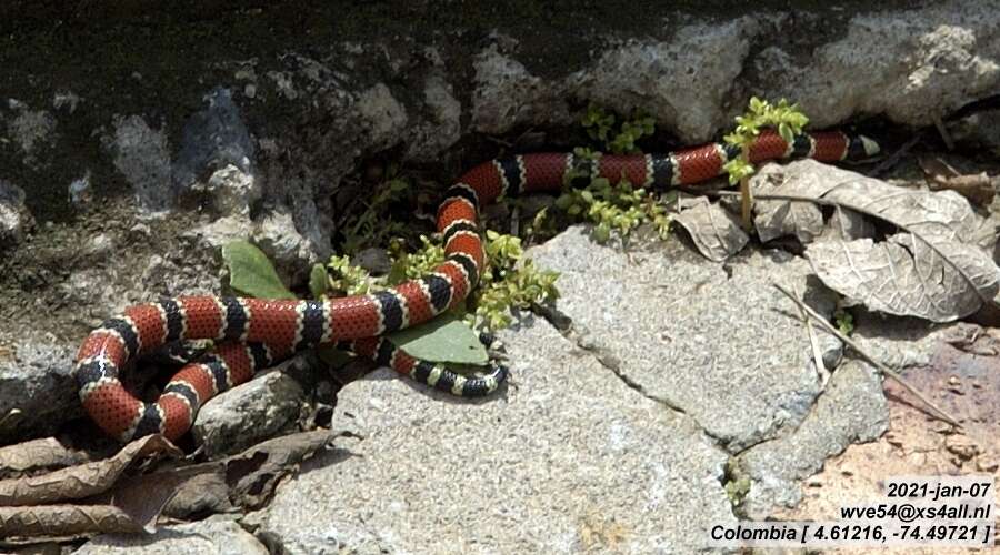 صورة Micrurus dumerilii carinicauda K. P. Schmidt 1936