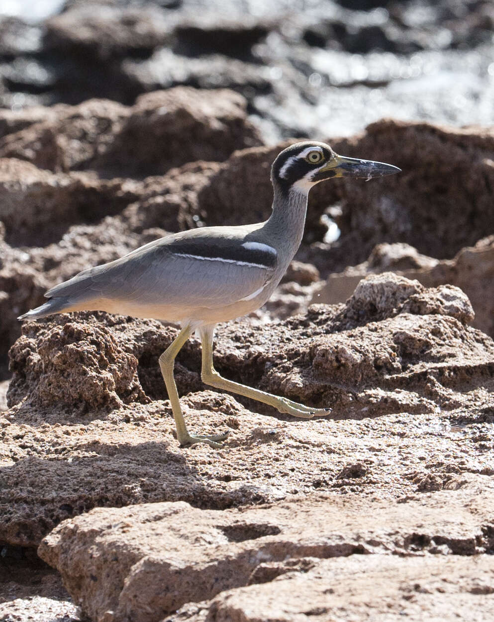 Image of Beach Stone-curlew