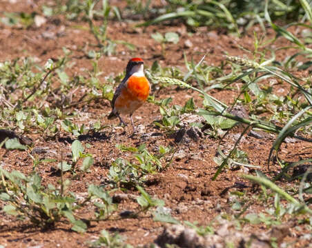 Image of Crimson Chat