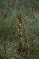 Image of Gentianella amarella subsp. septentrionalis (Druce) Pritchard