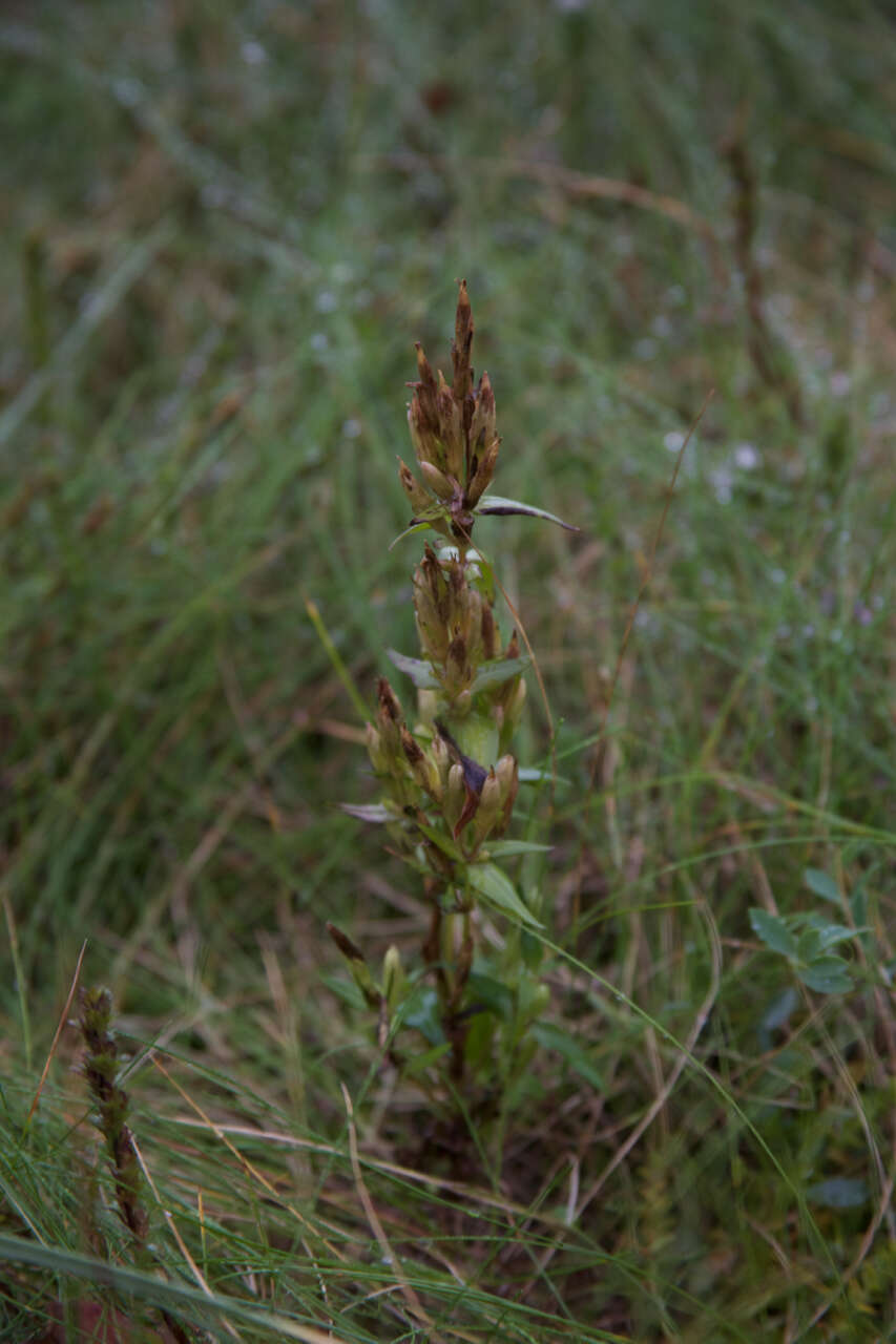 Image of Gentianella amarella subsp. septentrionalis (Druce) Pritchard