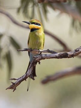 Image of Rainbow Bee-eater