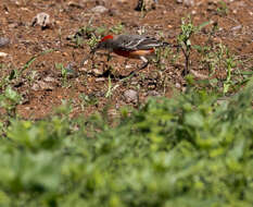 صورة Epthianura tricolor Gould 1841